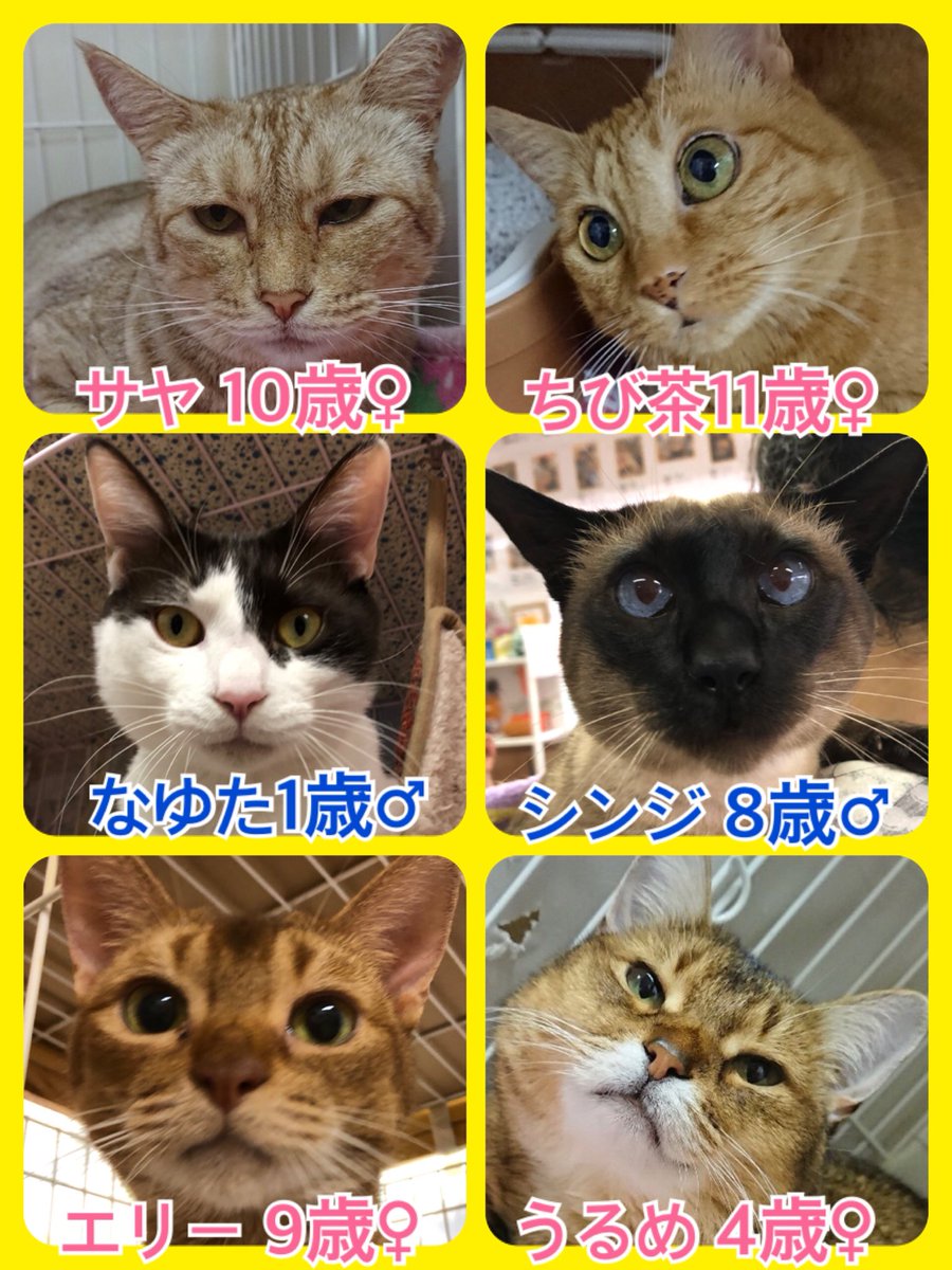 🐾今日の里親様募集中ニャンコ🐱メンバーです🐾天神橋店のTwitterのアドレスが変わりました！2019,6,28